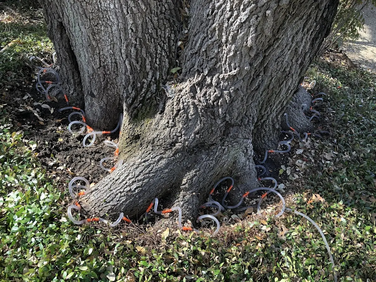 Detailed Tree Cabling and Bracing job site in Rickreall